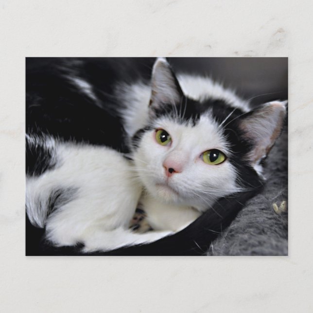 Black and White American Shorthair Cat Postcards Vykort (Framsida)