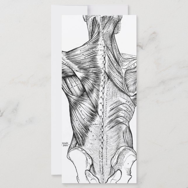 Black and White Anatomy Art Back Muscles (1890) (Framsida)