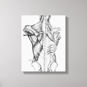 Black and White Anatomy Art Back Muscles (1890) Canvastryck