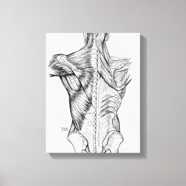 Black and White Anatomy Art Back Muscles (1890) Canvastryck (Framsida)
