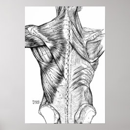 Black and White Anatomy Art Back Muscles (1890) Poster