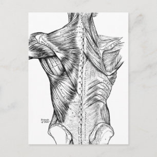 Black and White Anatomy Art Back Muscles (1890) Vykort