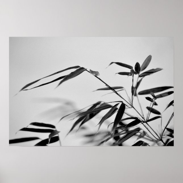 Black and White Bamboo Fargesia dracocephala 'Rufa Poster (Framsidan)