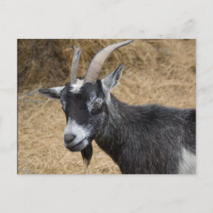 Black and White Billy Goat Vykort