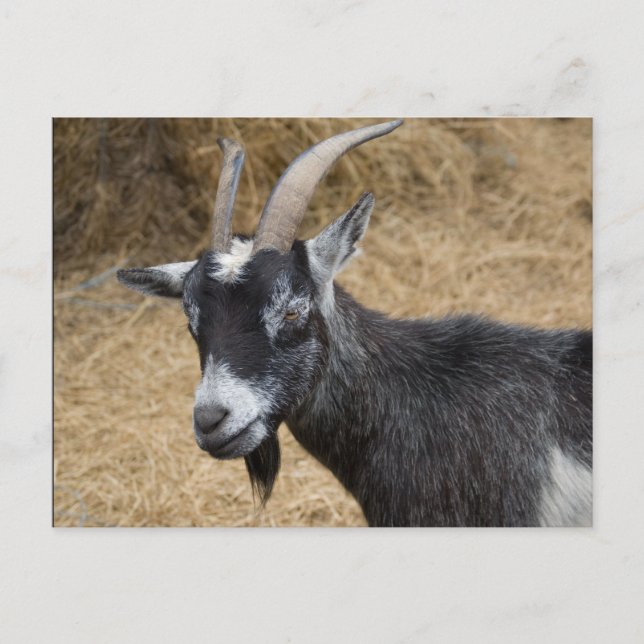 Black and White Billy Goat Vykort (Framsida)