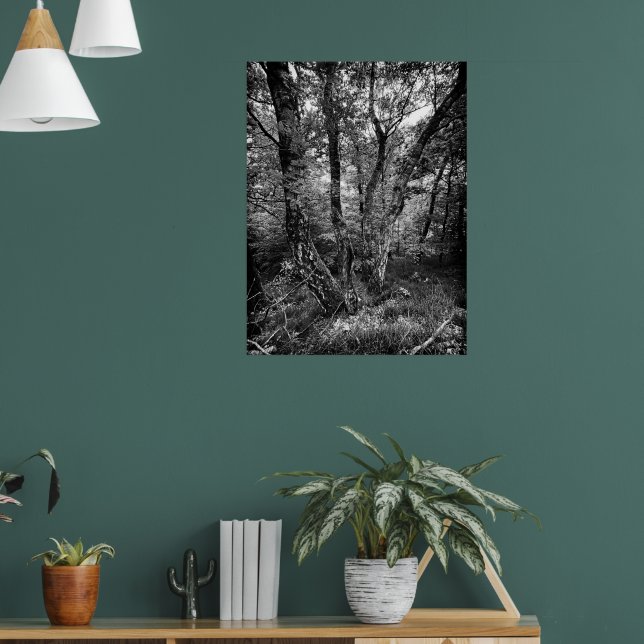 black and white birch forest poster (Vardagsrum 1)