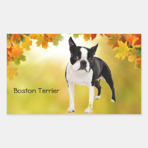 Black and White Boston Terrier Rektangulärt Klistermärke