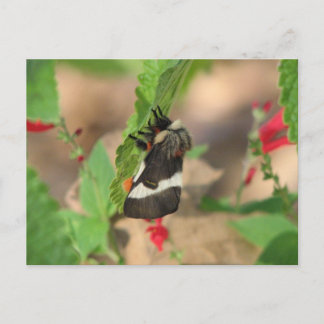 Black and White Buck Moth Vykort