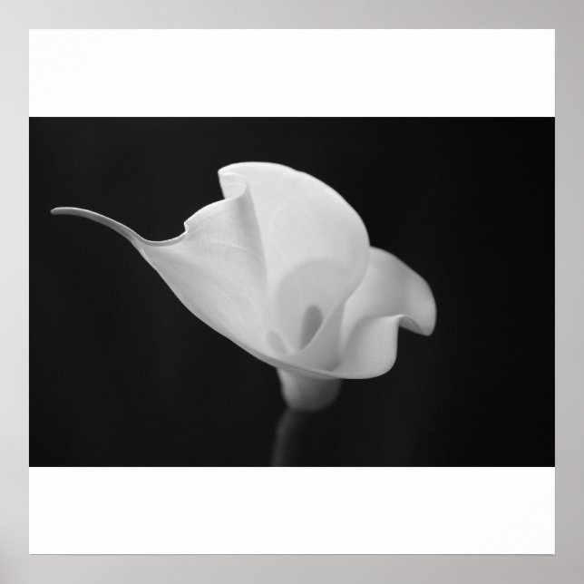 Black and White Calla Lilly Poster (Framsidan)