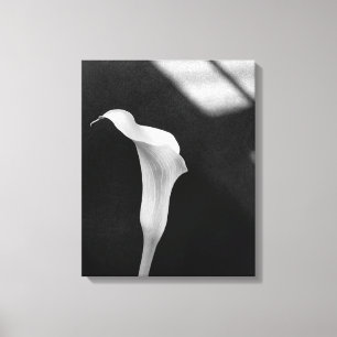 Black and White Calla Lily Canvastryck