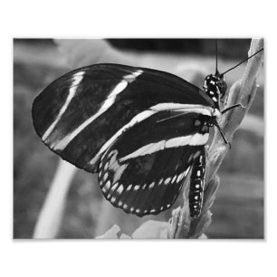 Black and White Charming Butterfly Fototryck