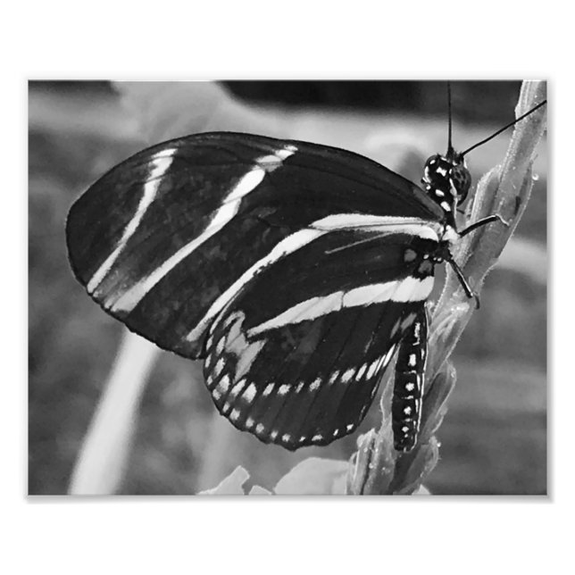 Black and White Charming Butterfly Fototryck (Framsidan)