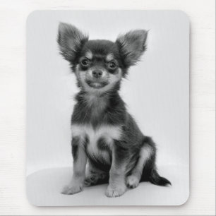 Black and White Chihuahua Puppy Photo Musmatta