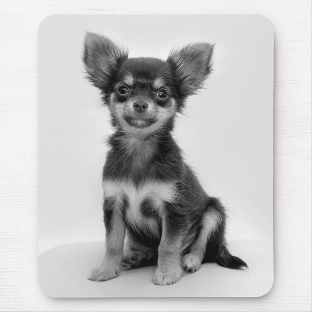 Black and White Chihuahua Puppy Photo Musmatta (Framsidan)