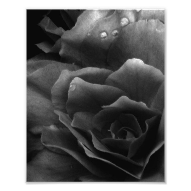 Black and White Close Up a Dubbla Begonia Fototryck (Framsidan)