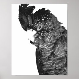 Black and White Cockatoo Porträtt Poster