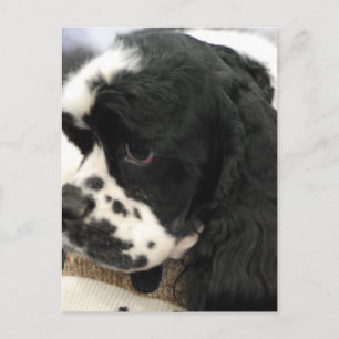 Black and White Cocker Spansk vykort