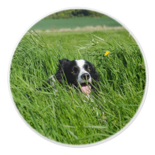 Black and White Collie in Grass Knopp