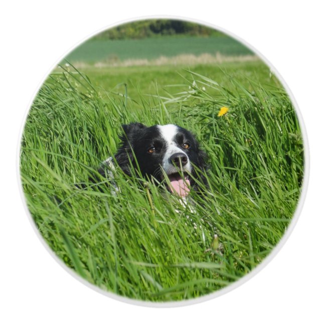Black and White Collie in Grass Knopp (Framsidan)