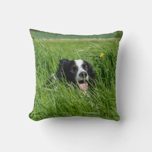 Black and White Collie in Grass Kudde
