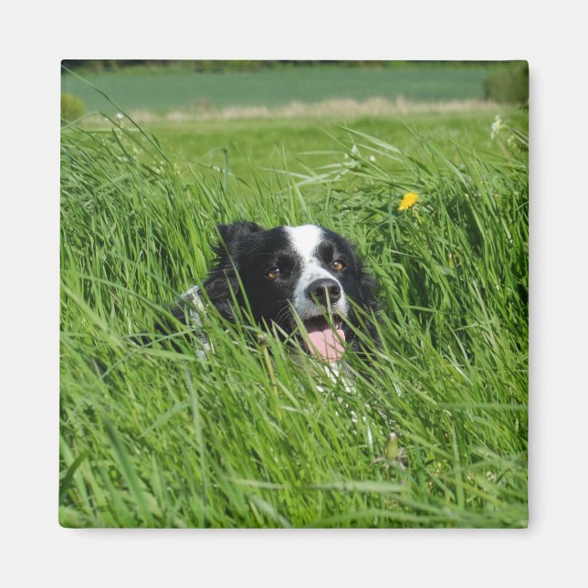 Black and White Collie in Grass Magnet (Framsidan)