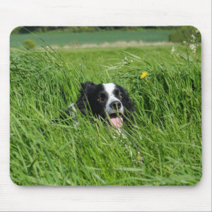 Black and White Collie in Grass Musmatta