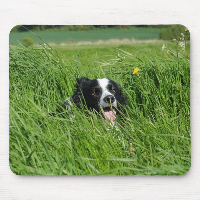 Black and White Collie in Grass Musmatta (Framsidan)