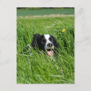 Black and White Collie in Grass Vykort