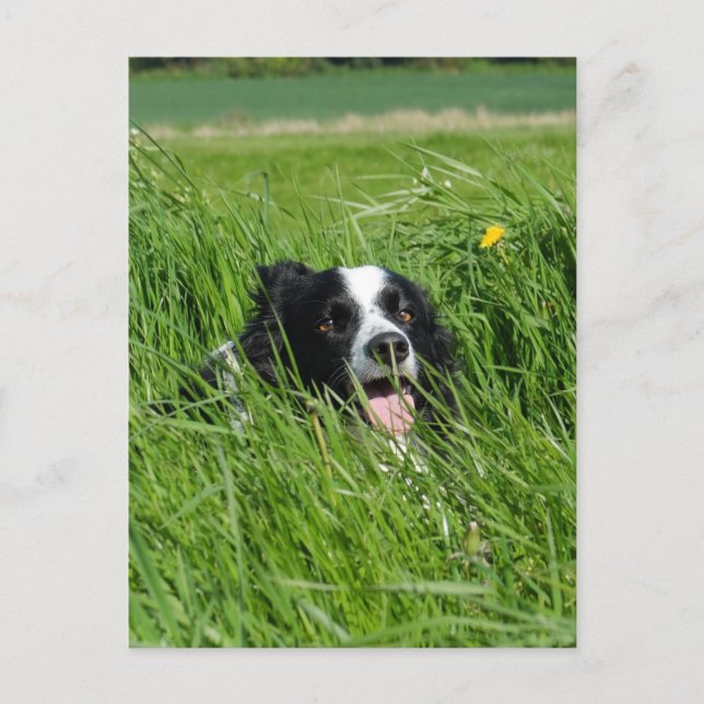Black and White Collie in Grass Vykort (Framsida)