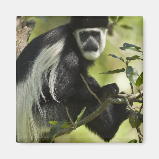 Black and White Colobus Monkey Magnet (Framsidan)