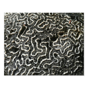 Black and White Coral II Abstrakt Nature Photo Fototryck