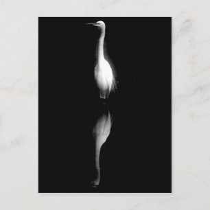 Black and White Crane Photo Vykort