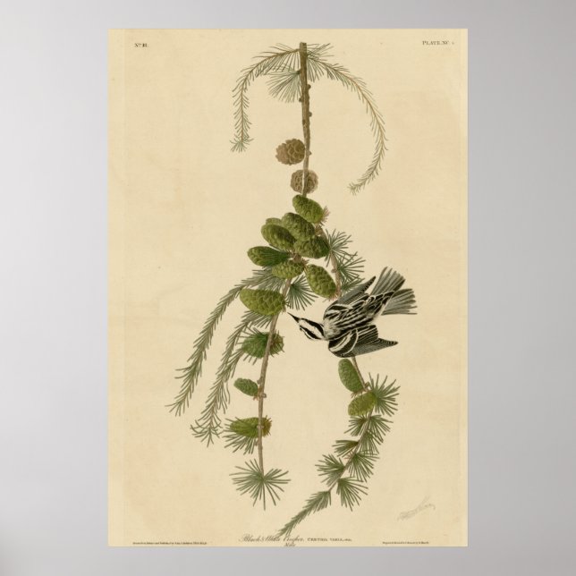 Black and White Creeper Poster (Framsidan)