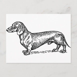 Black and White Dachshund Wiener Hund Vykort