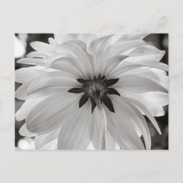Black and White Dahlia Flower Vykort