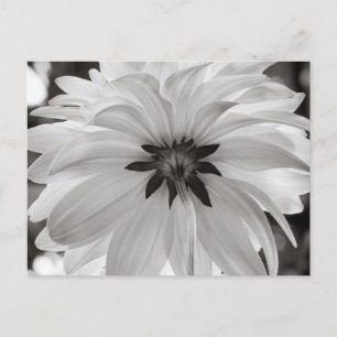 Black and White Dahlia Flower Vykort
