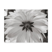 Black and White Dahlia Flower