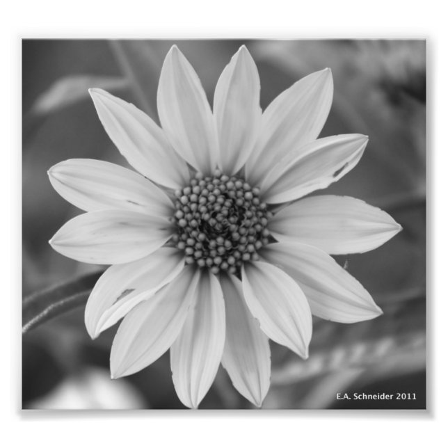 Black and White Daisy Photo by E.A. Schneider Fototryck (Framsidan)