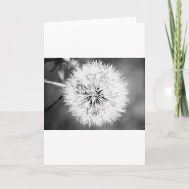 Black and White Dandelion Kort (Framsida)