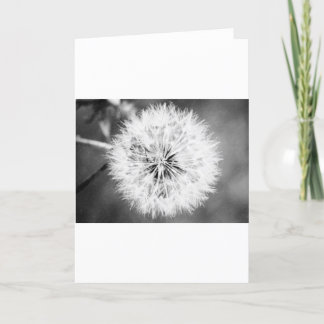 Black and White Dandelion Kort