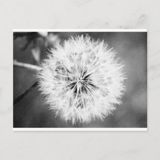 Black and White Dandelion Vykort