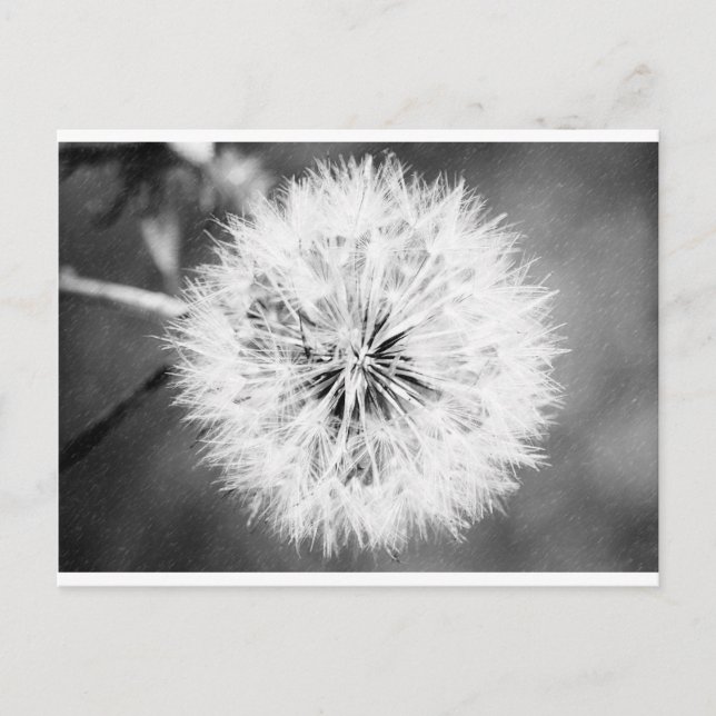 Black and White Dandelion Vykort (Framsida)
