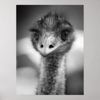 Black and White Emu Porträtt Wildlife Poster