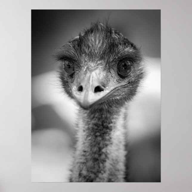 Black and White Emu Porträtt Wildlife Poster (Framsidan)