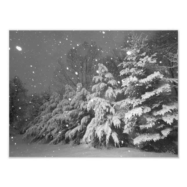 Black and White Evergreen Träd Snö Storm Fototryck (Framsidan)