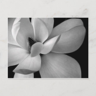 black-and-white-flower-7256-hd-wallpapers.jpg vykort
