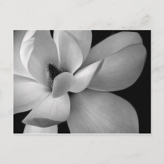 black-and-white-flower-7256-hd-wallpapers.jpg vykort (Framsida)