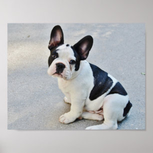 Black and White Fransk Bulldog Poster