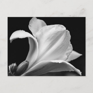 Black and White Freesia Vykort