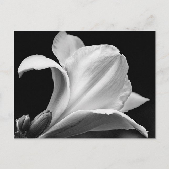 Black and White Freesia Vykort (Framsida)